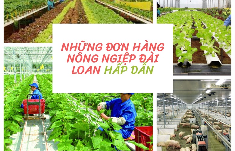 Những đơn hàng nông nghiệp Đài Loan hấp dẫn