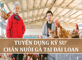Tuyển dụng kỹ sư chăn nuôi gà tại Đài Loan năm 2025 – Đơn hàng lương cao