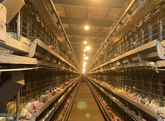 Việc Làm Nông Nghiệp Đài Loan Tại Xã Lũng Niêm, Bá Thước – Cơ Hội Thu Nhập Cao, Công Việc Ổn Định 2025