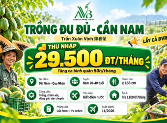 Trần Xuân Vịnh tuyển nam trồng đu đủ, thù lù vàng - Xã Vân Hồ, Sơn La 2026!