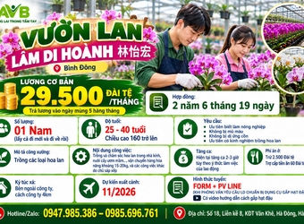 Vườn lan Lâm Di Hoành tuyển nam tại Bình Đông: xã Mường Khiêng, Sơn La 2026