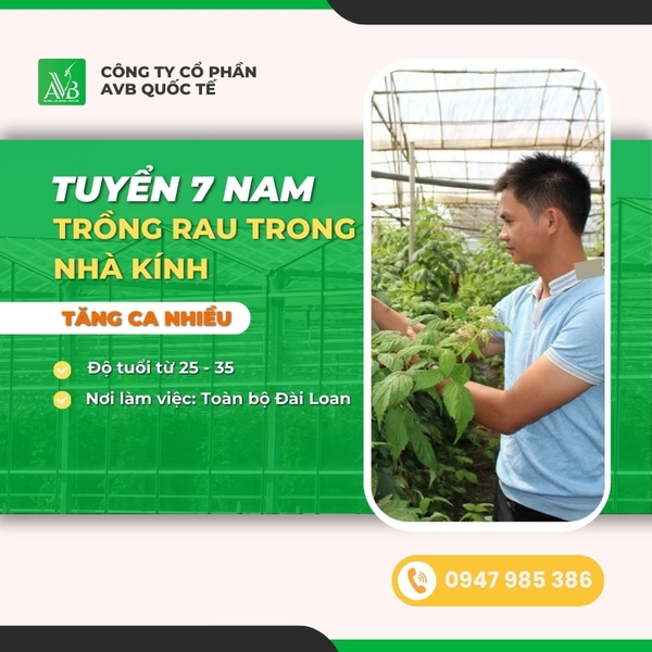 TUYỂN 7 NAM TRỒNG RAU NHÀ KÍNH TẠI ĐÀO VIÊN ĐÀI BẮC